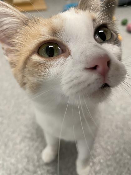 Cuddles, Adoptable, Adult Female Domestic Short Hair & Domestic Short Hair.