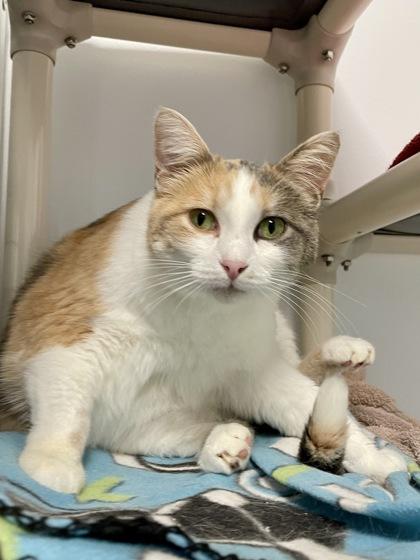 Enlarge Cuddles, a Adoptable mixed breed in Madison, WI image 2/3