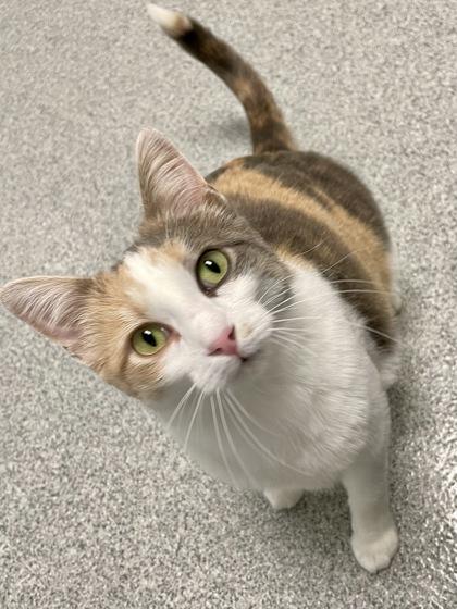 Enlarge Cuddles, a Adoptable mixed breed in Madison, WI image 3/3