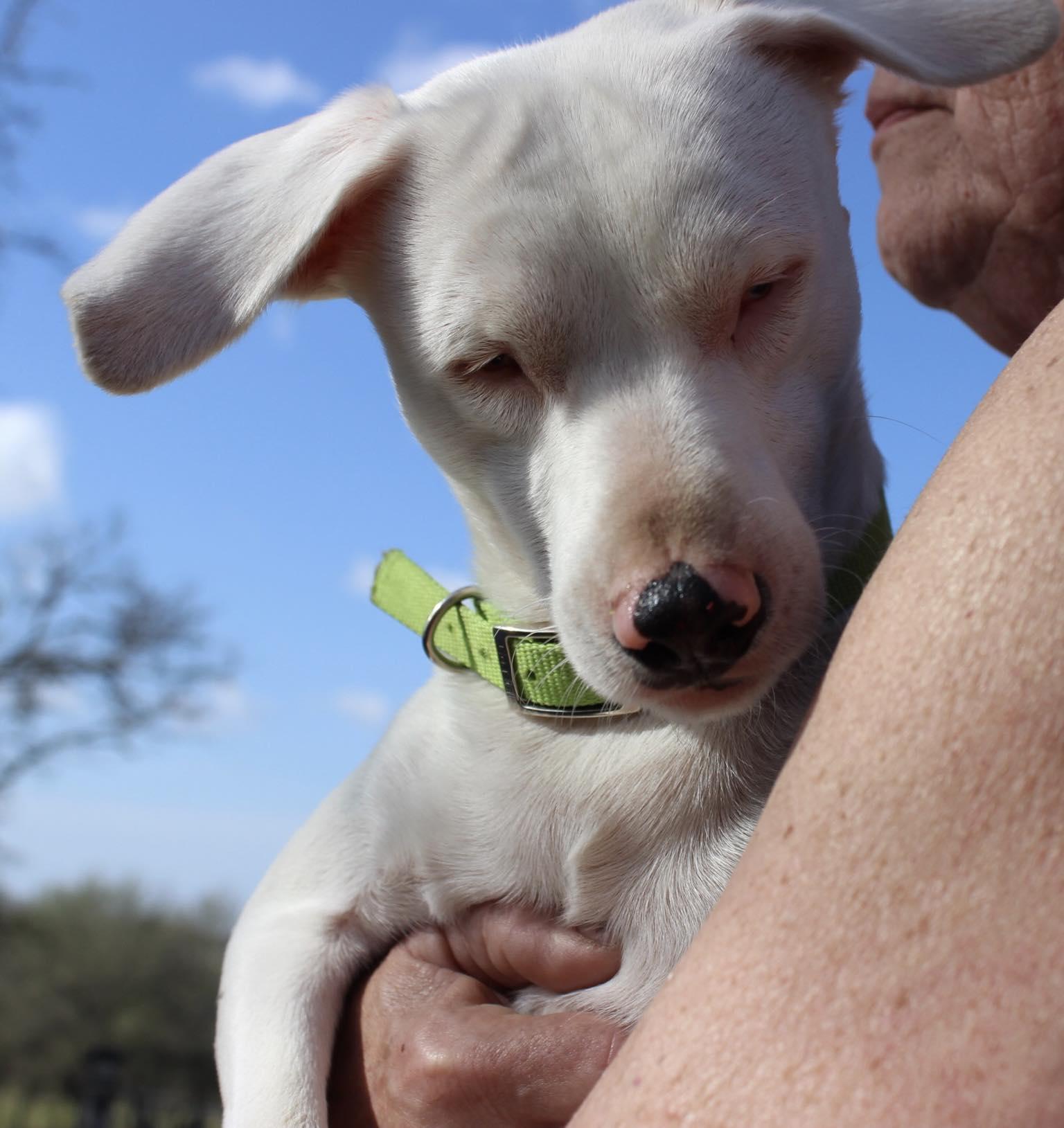 Casper, Adoptable, Young Male Mixed Breed.