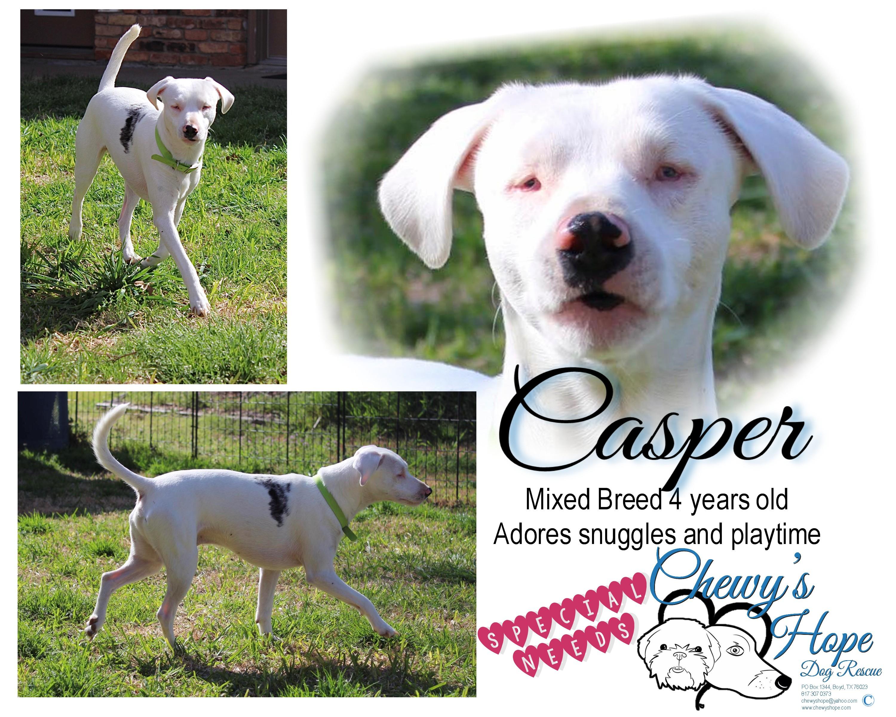 Casper, a Adoptable mixed breed in Boyd, TX image 2/2