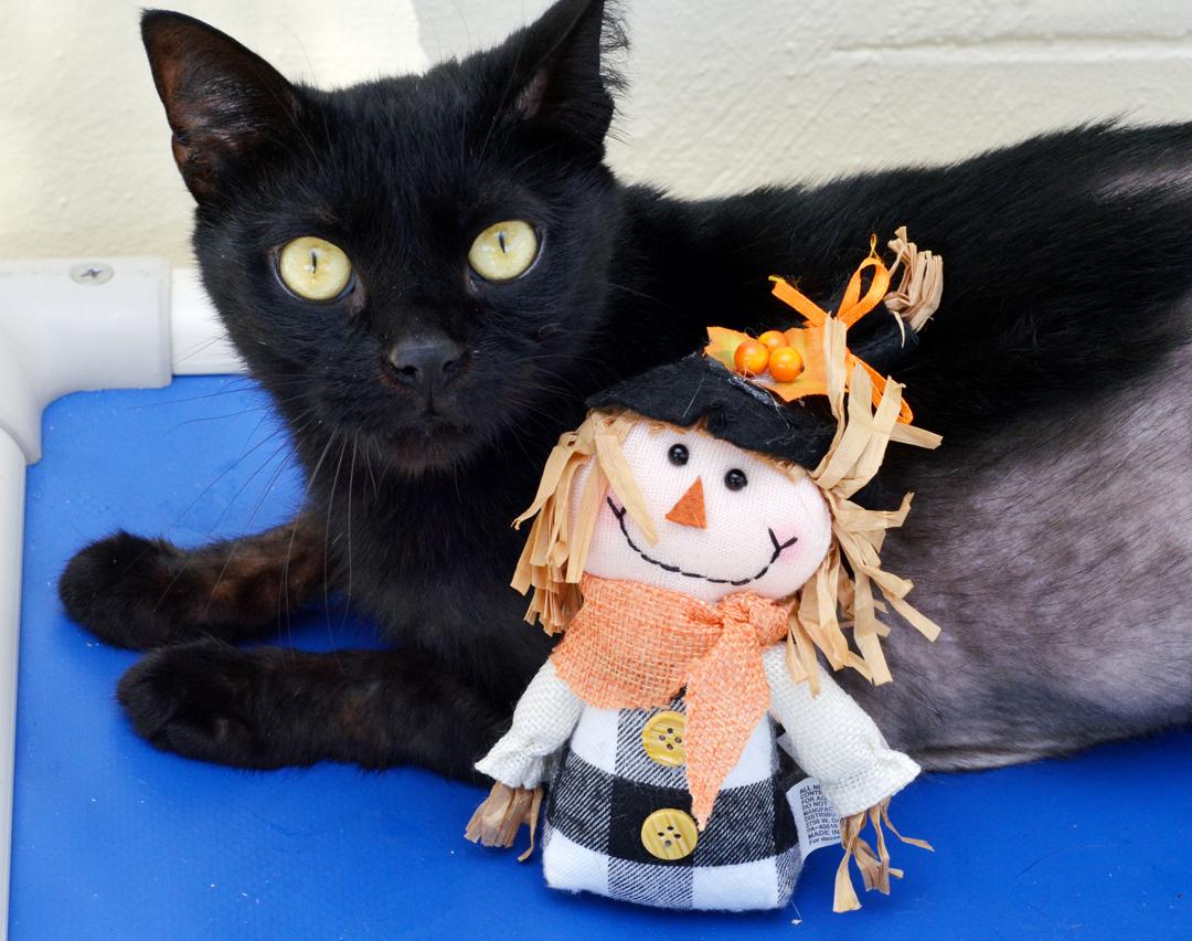 Sage, Adopted, Adult Female Domestic Short Hair.