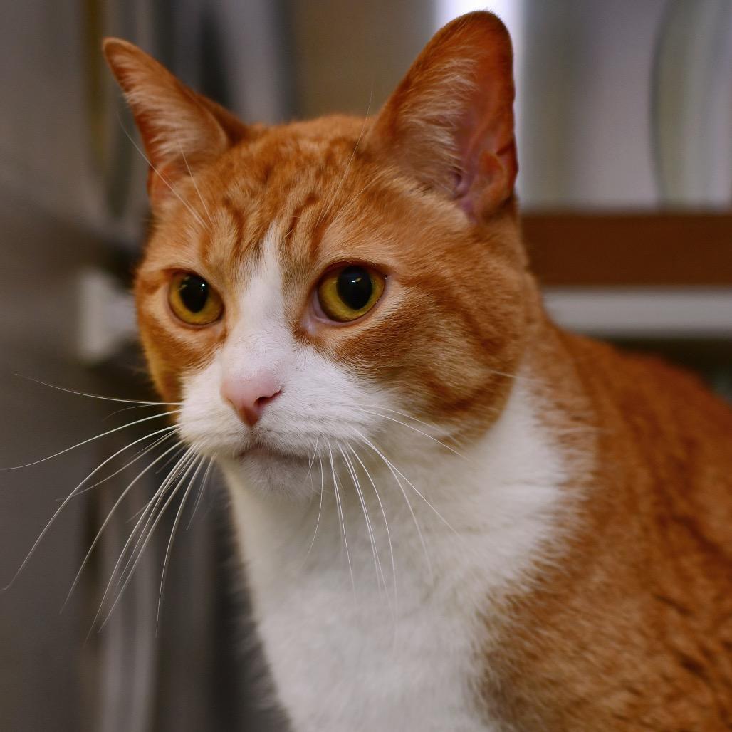 Solomon (Solly), Adoptable, Senior Male Domestic Short Hair.