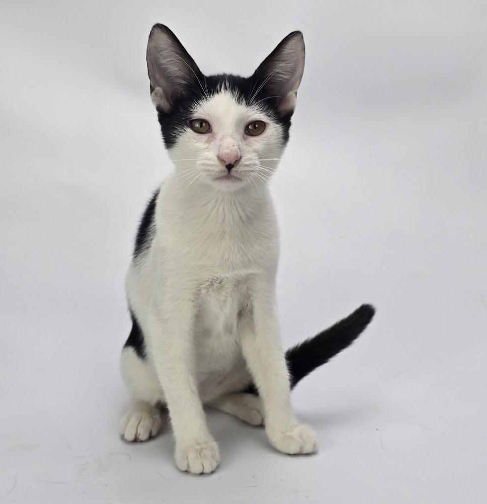 Borneo, a Adoptable mixed breed in Sedalia, CO image 1/2