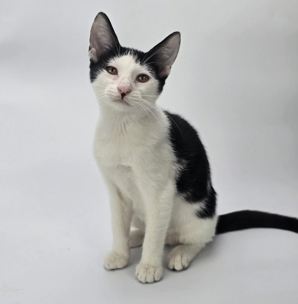 Borneo, a Adoptable mixed breed in Sedalia, CO image 2/2