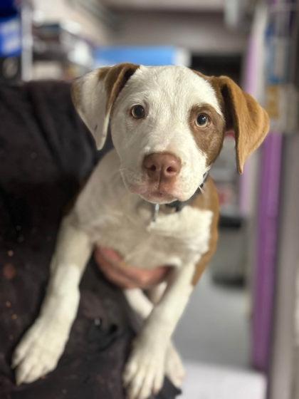 Draculaura, Adoptable, Puppy Female Mixed Breed & Mixed Breed.