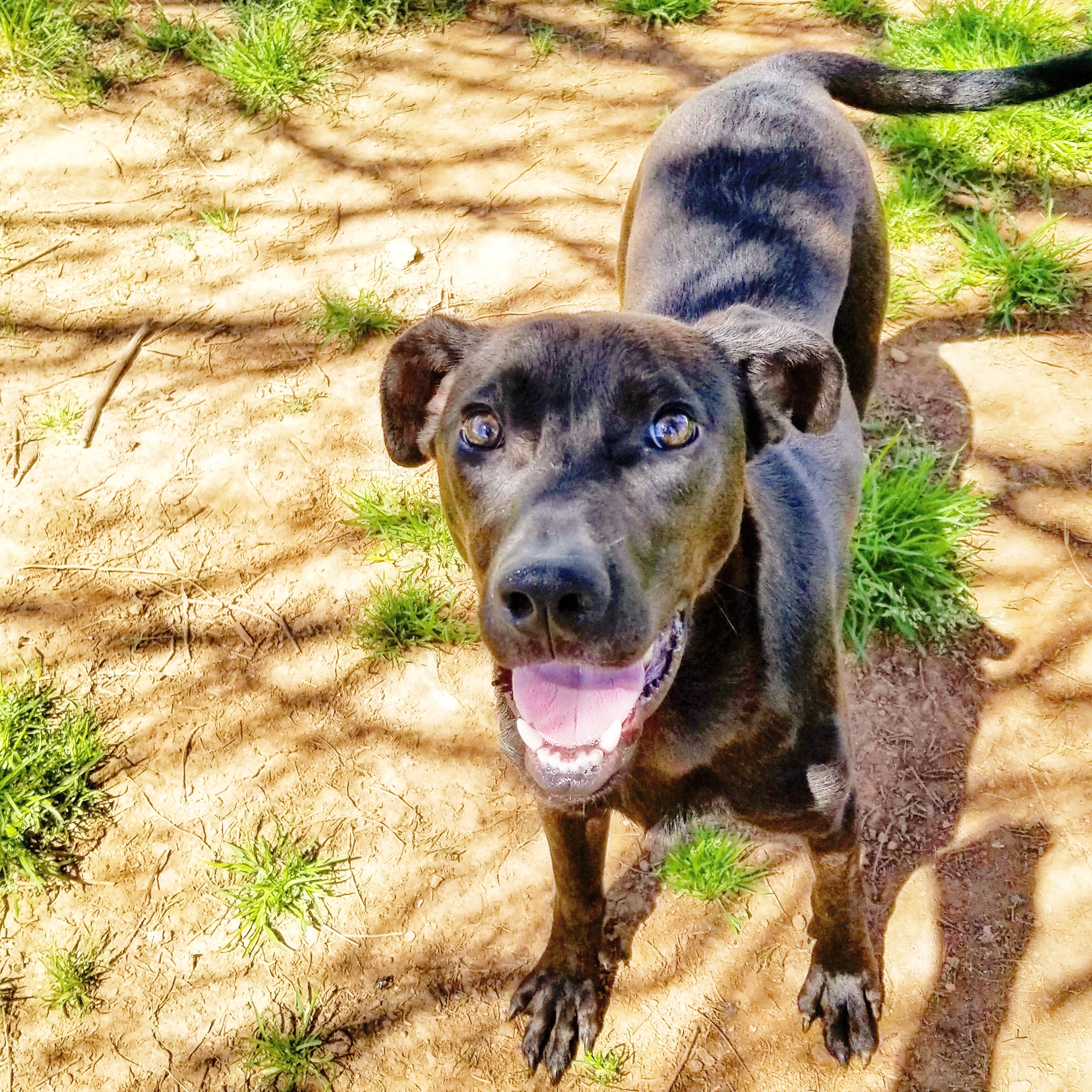Eric, a Adoptable mixed breed in Charlotte, NC image 1/3