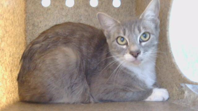 POLLY, Adoptable, Young Female Domestic Short Hair.
