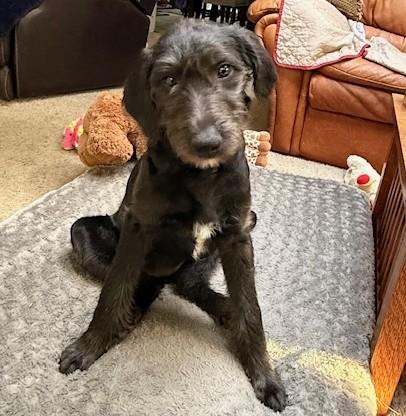 Sheena, ADOPTABLE, Puppy Female Border Collie.