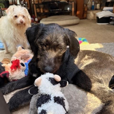 Enlarge Sheena, an adopted mixed breed in Eugene, OR image 4/4