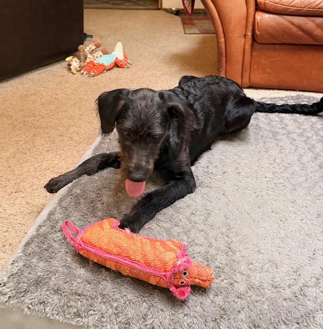 Enlarge Sheena, an adopted mixed breed in Eugene, OR image 3/4