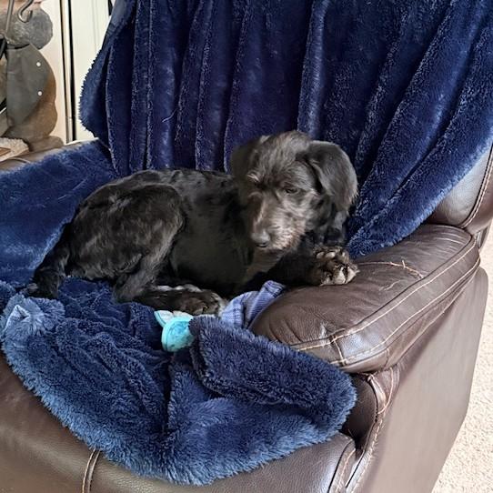 Enlarge Sheena, an adopted mixed breed in Eugene, OR image 2/4