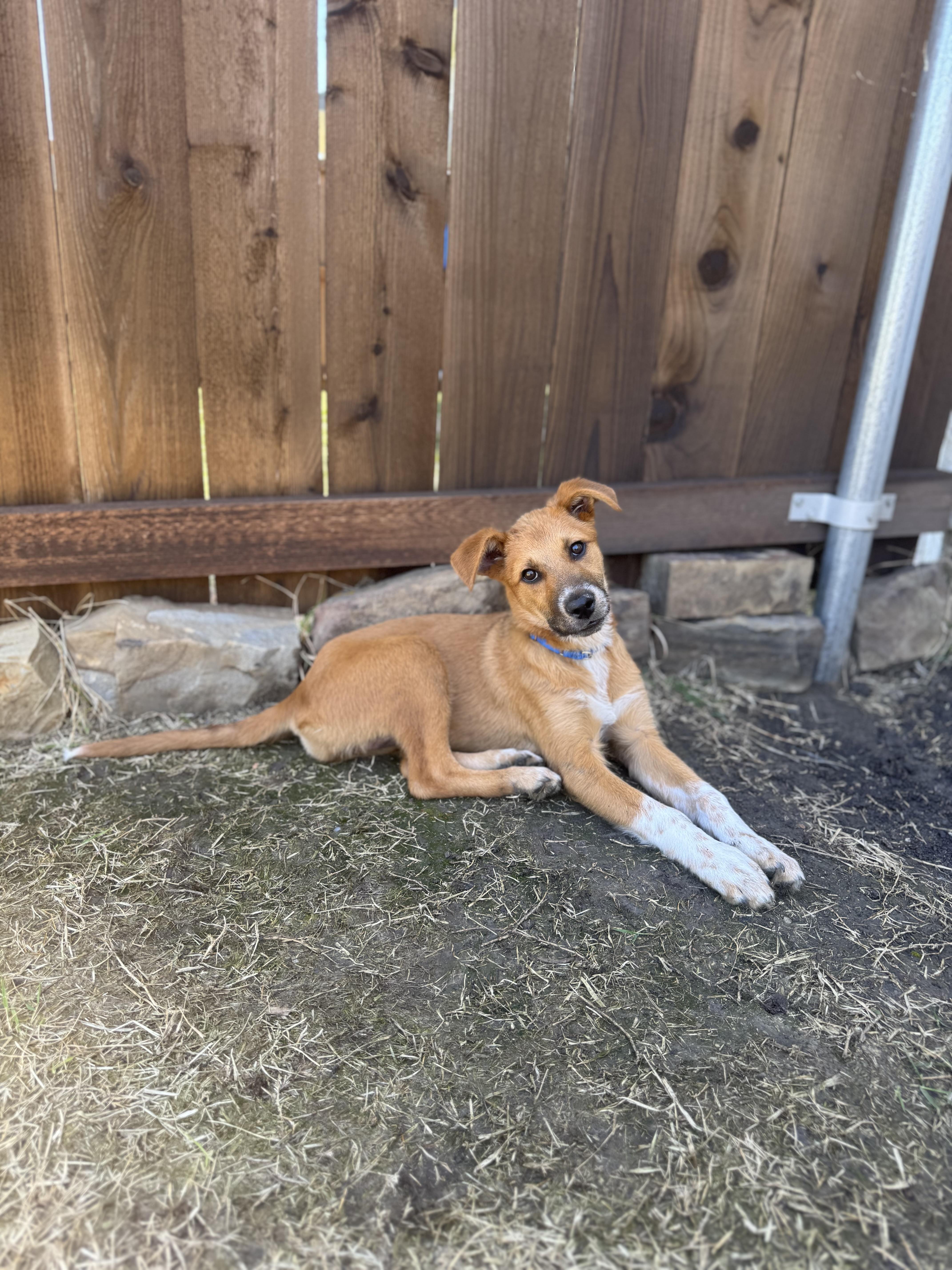 Cuco, Adopted, Young Female Mixed Breed.