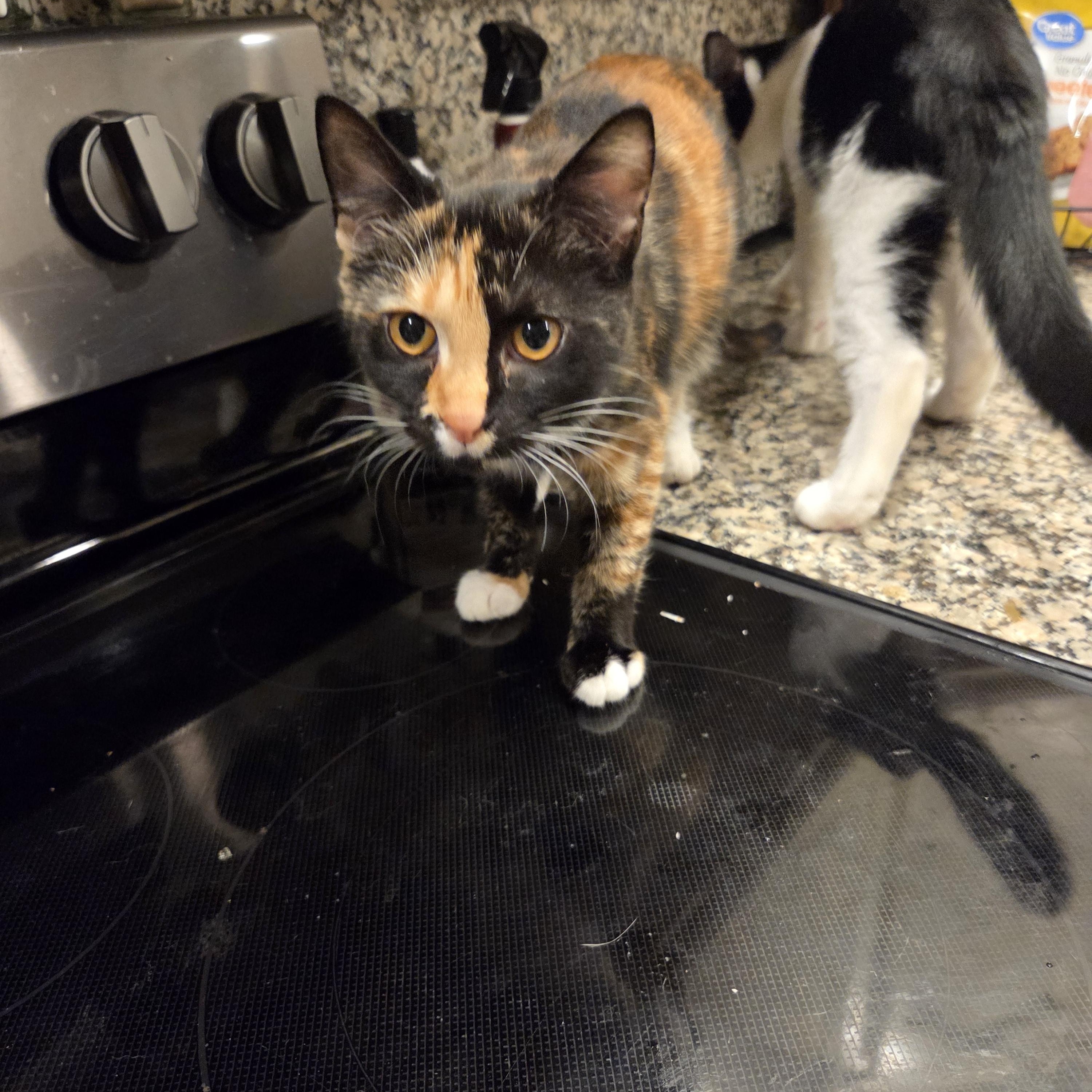 Enlarge Soba, a Adoptable mixed breed in Palisades Park, NJ image 1/5