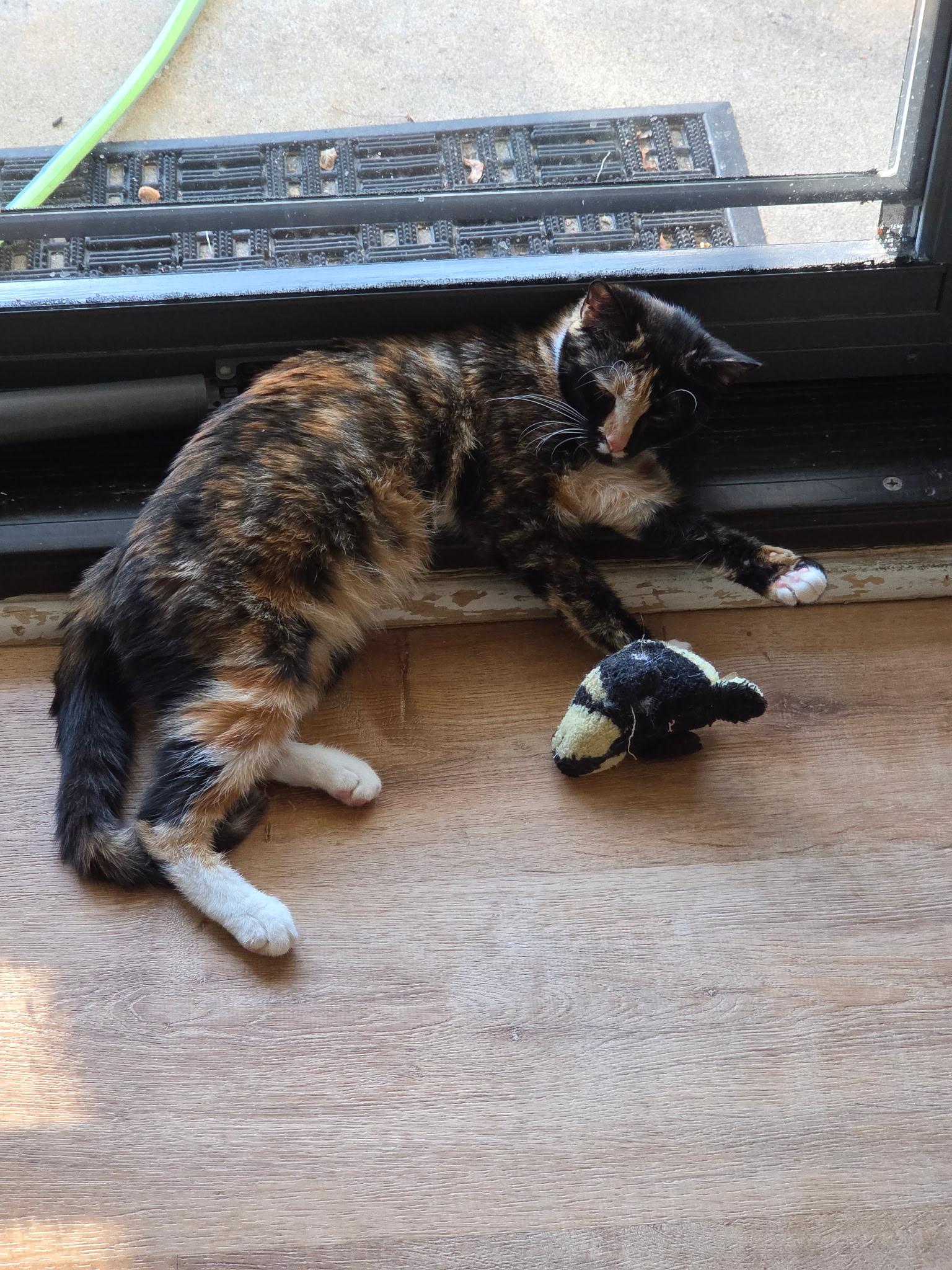 Enlarge Soba, a Adoptable mixed breed in Palisades Park, NJ image 4/5