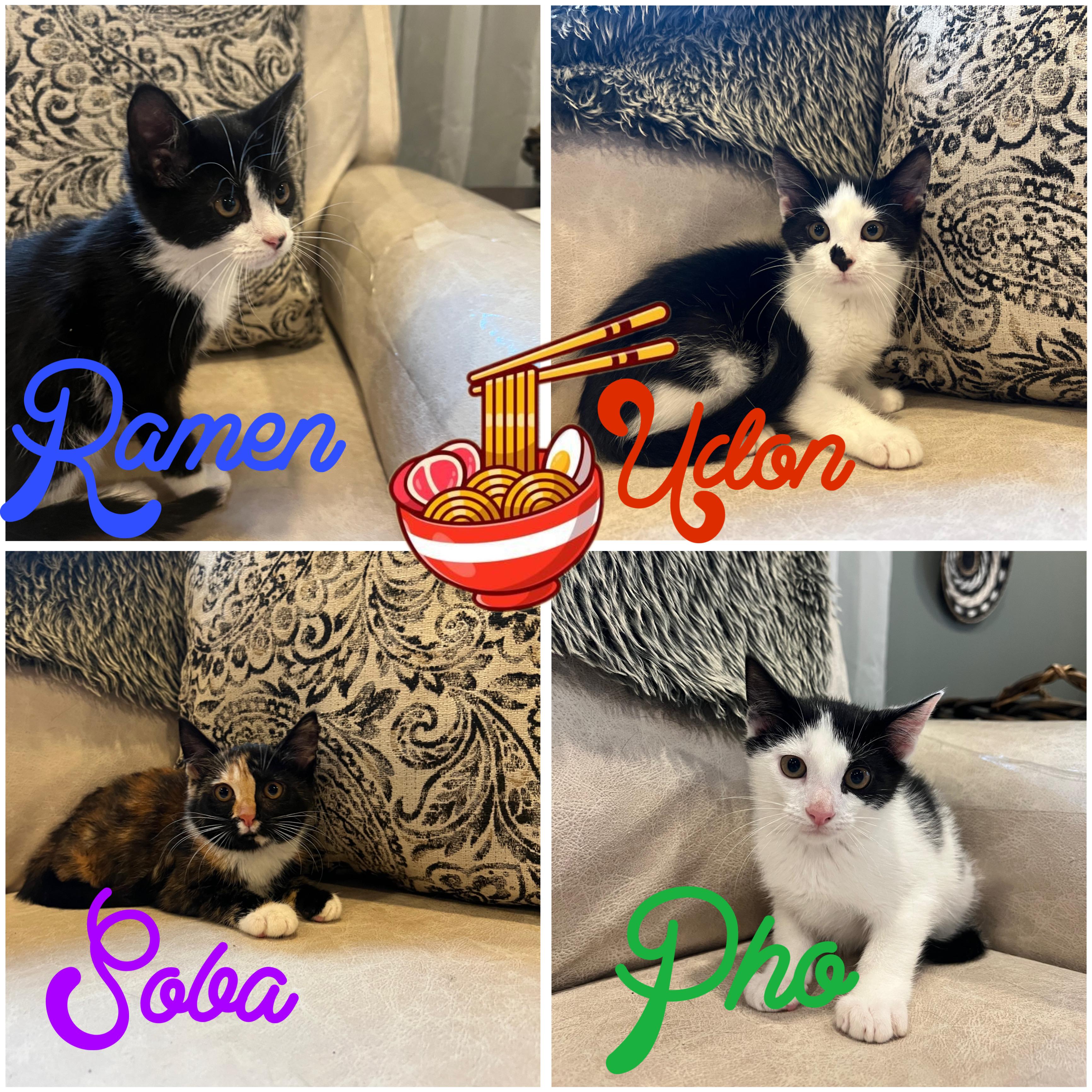 Enlarge Soba, a Adoptable mixed breed in Palisades Park, NJ image 5/5