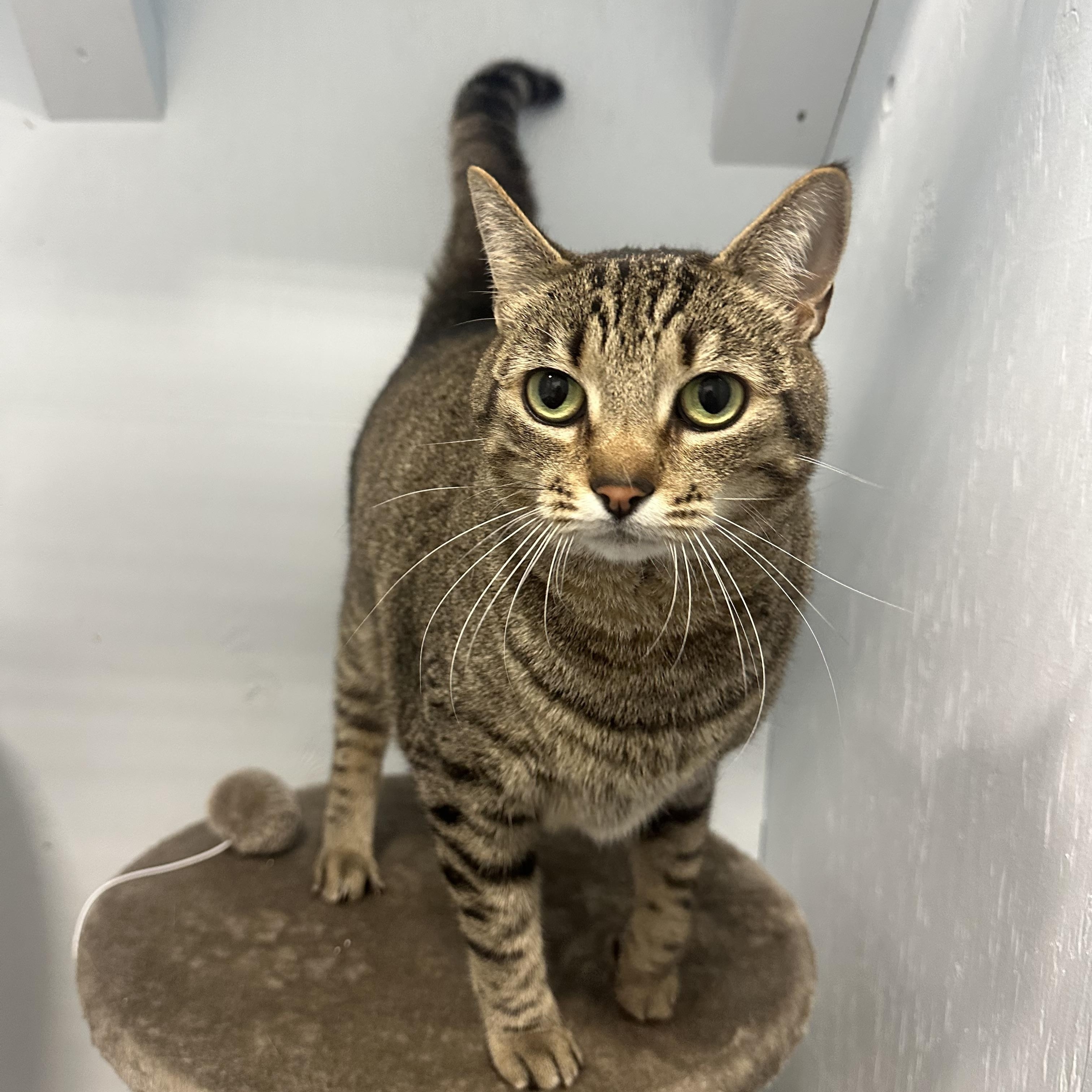 Dottie, Adoptable, Adult Female Domestic Short Hair.