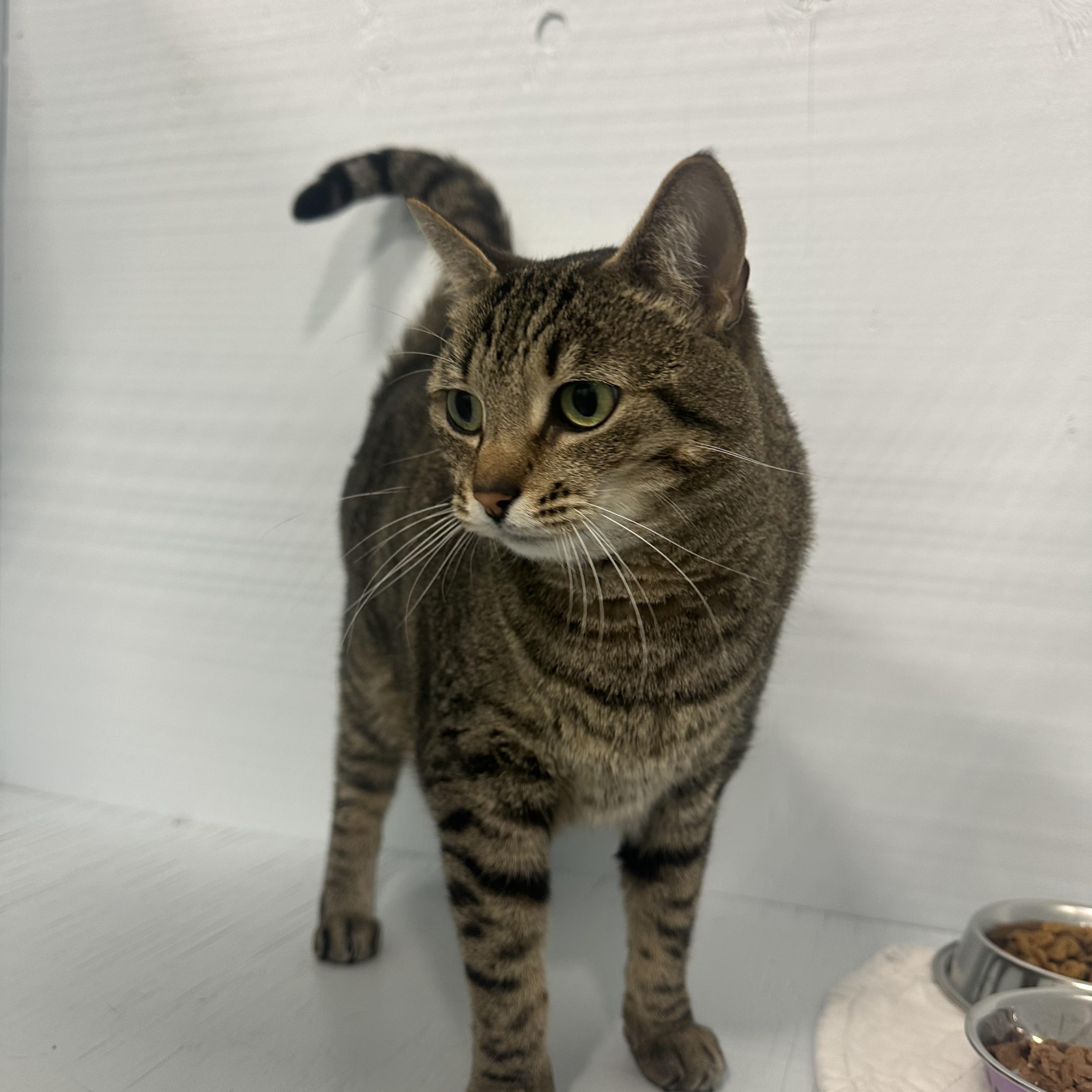 Enlarge Dottie, a Adoptable Domestic Short Hair in Mission, BC image 2/4