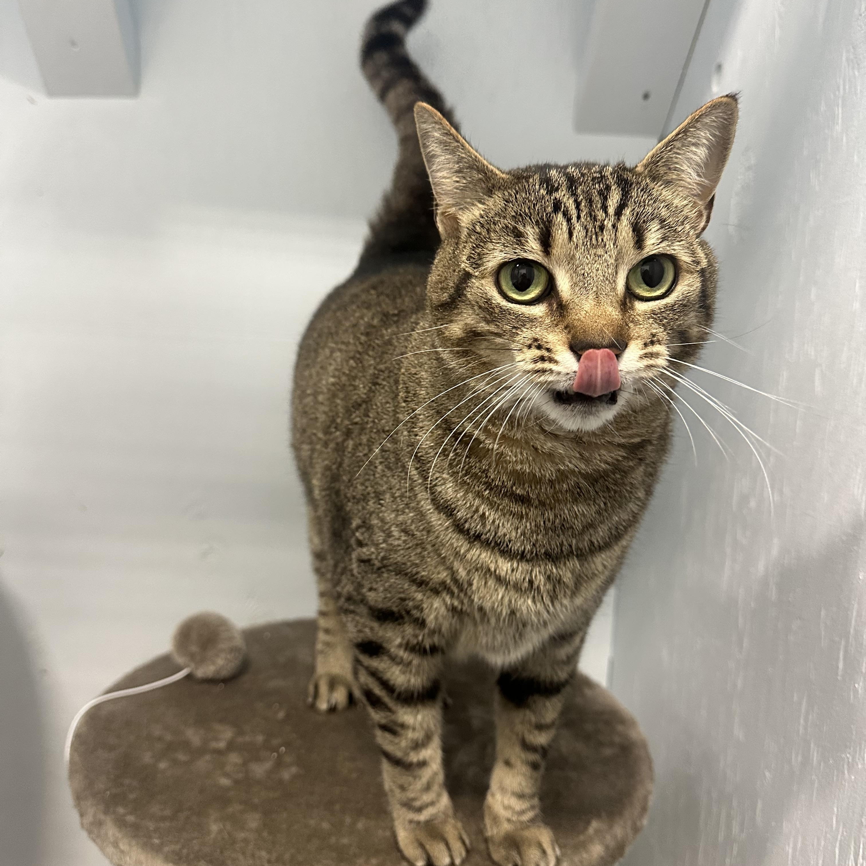 Enlarge Dottie, a Adoptable Domestic Short Hair in Mission, BC image 3/4