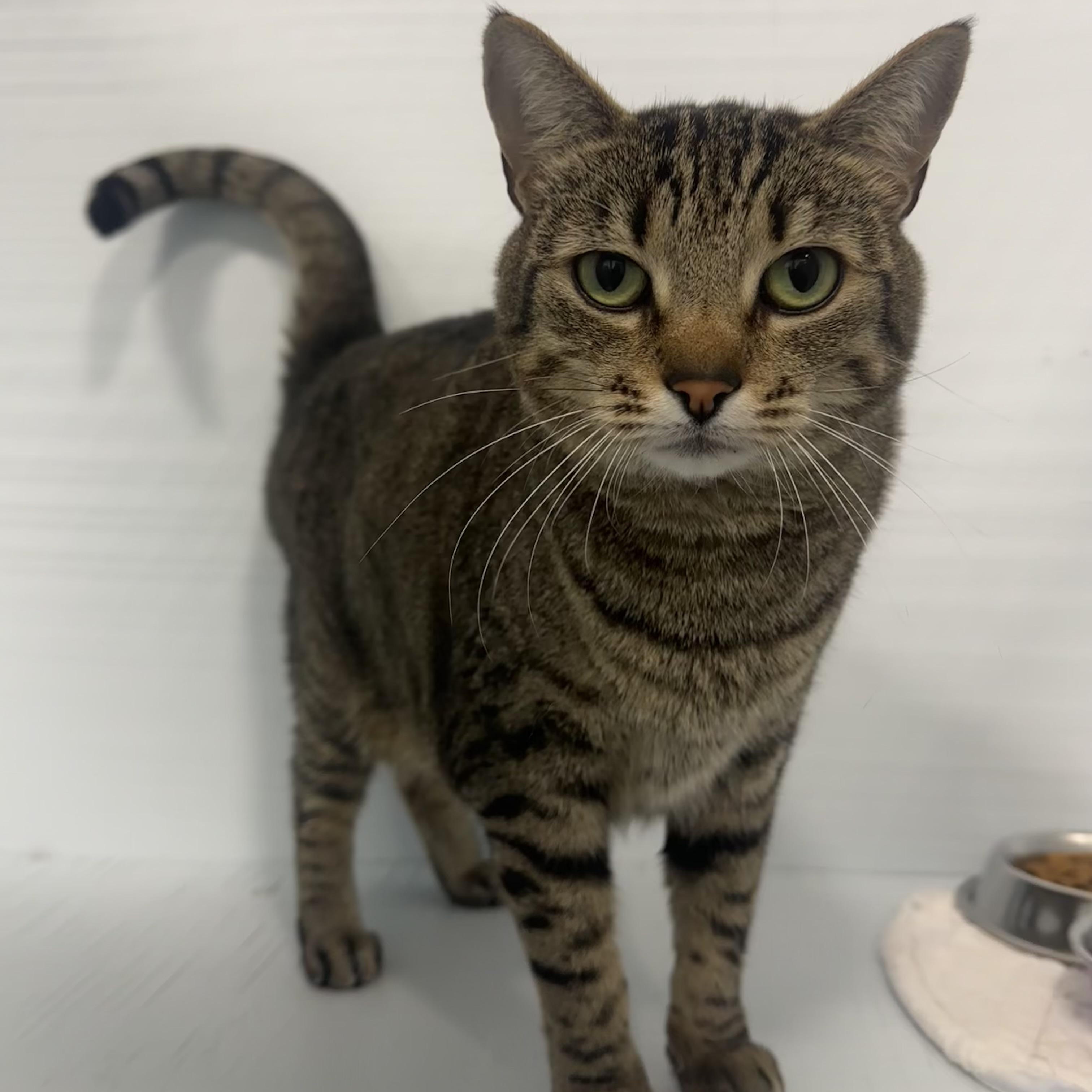 Enlarge Dottie, a Adoptable Domestic Short Hair in Mission, BC image 4/4