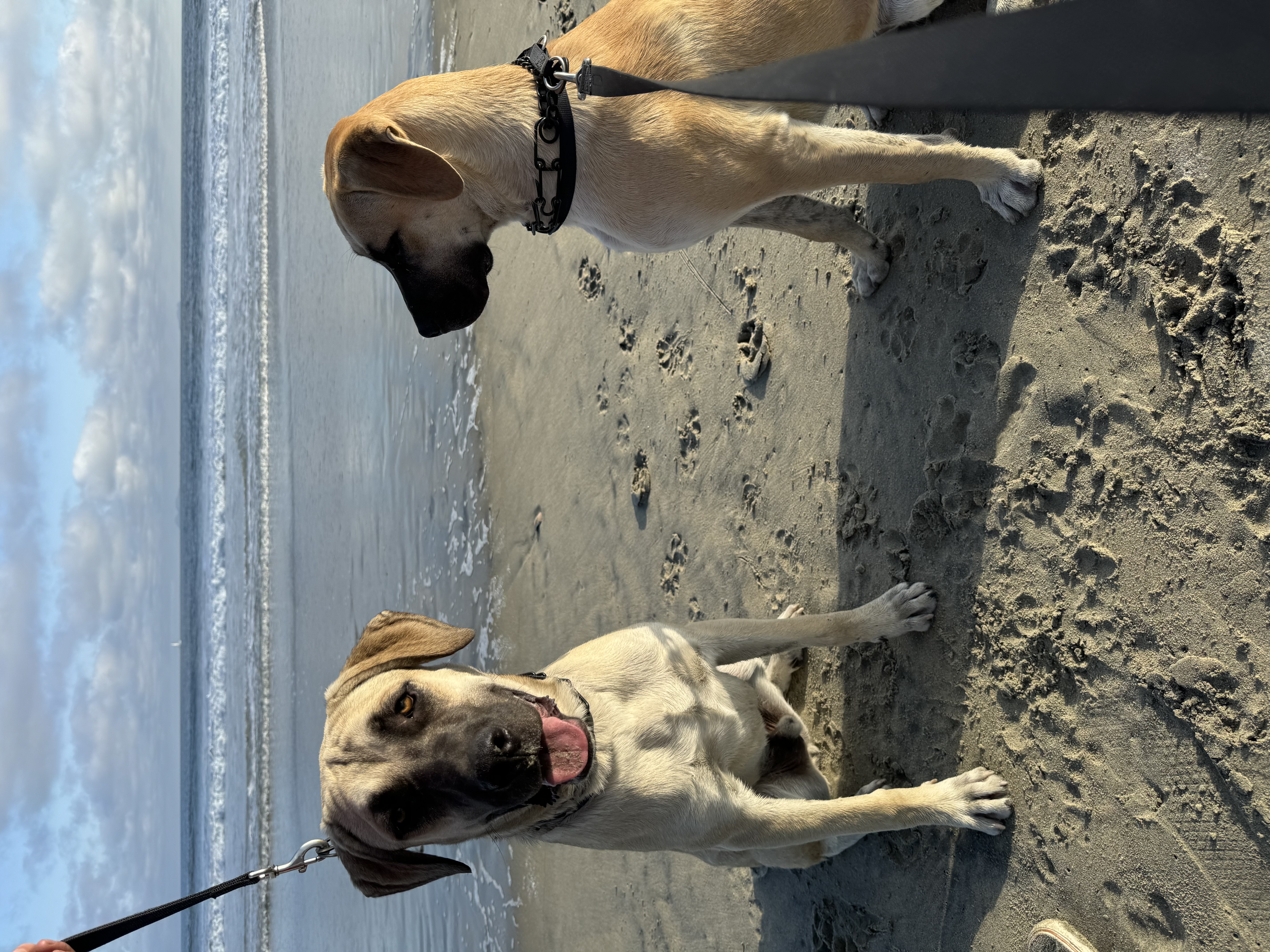 Ranger & Oakley photo 5