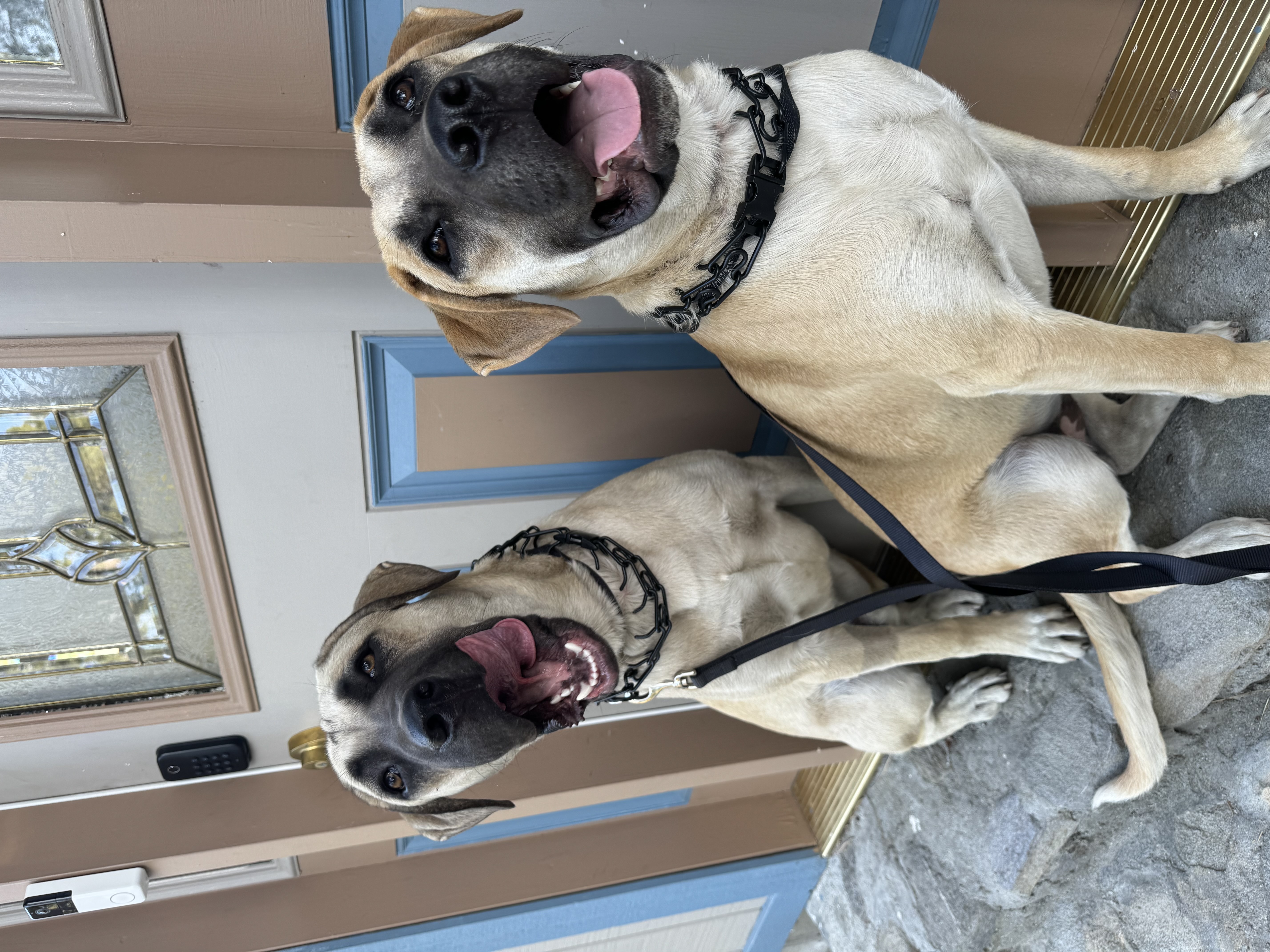 Ranger & Oakley, Young Female Boerboel
