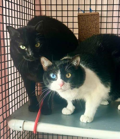 Maise And Merlot (fcid#
