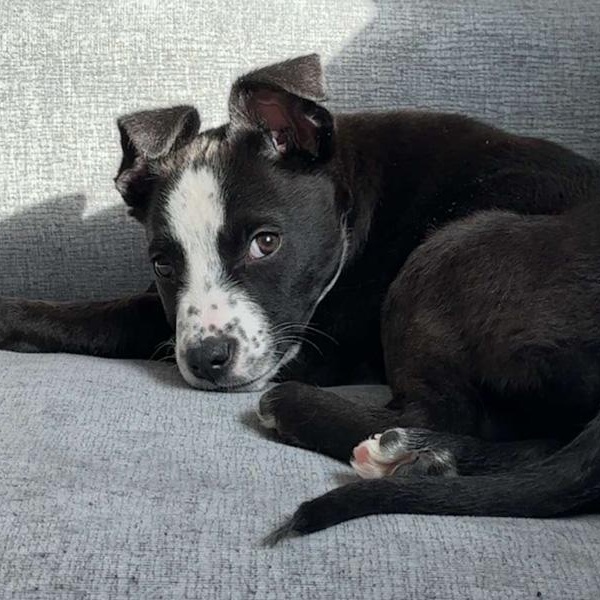 Smokey, an adoptable mixed breed in Toledo, OH image 2/2