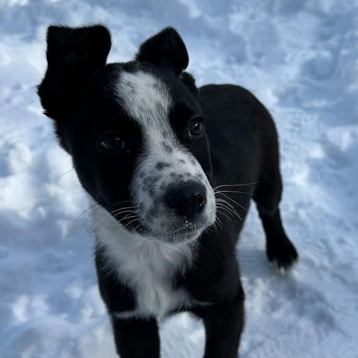 Smokey, adoptable, Puppy Male Australian Cattle Dog / Blue Heeler.