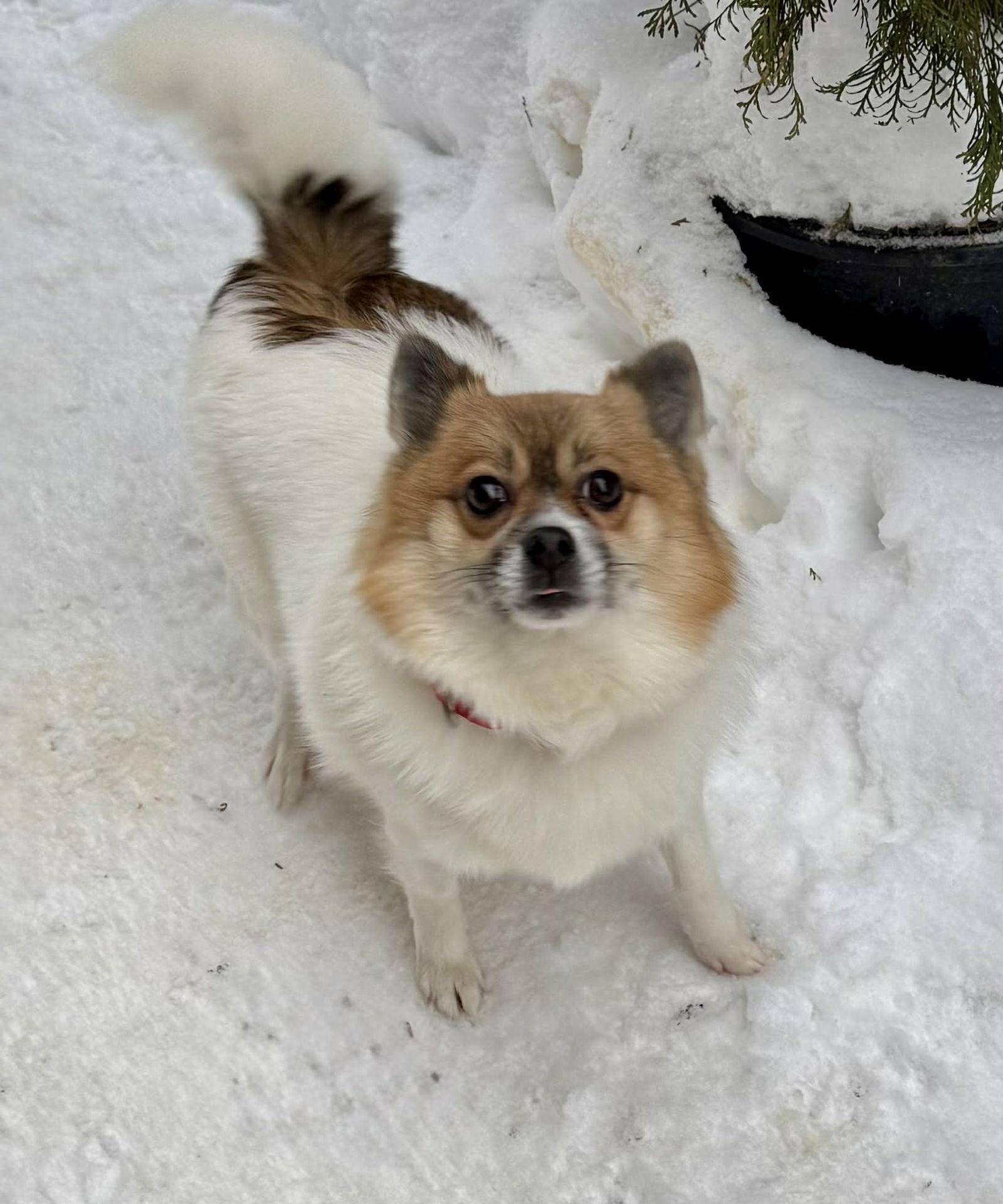 Scout, a Adoptable mixed breed in Buffalo, NY image 1/3