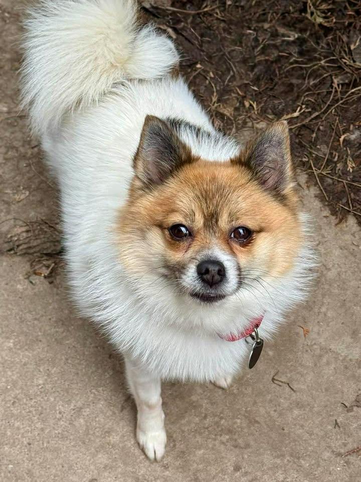 Enlarge Scout, a Adoptable mixed breed in Buffalo, NY image 1/3
