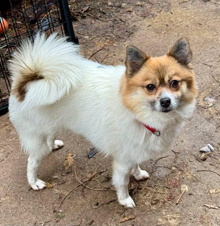 Scout, Adoptable, Adult Male Pomeranian & Husky.