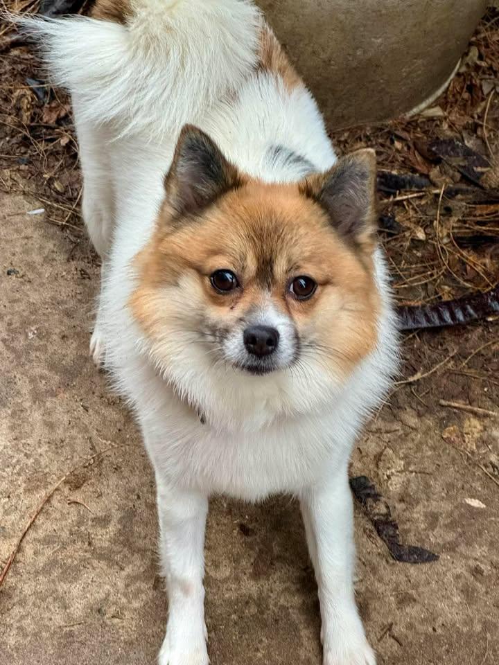 Enlarge Scout, a Adoptable mixed breed in Buffalo, NY image 3/3