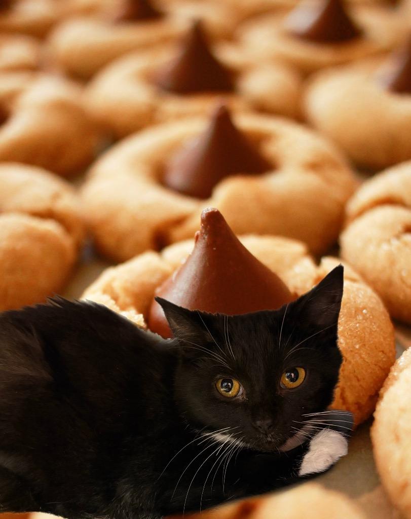 Hershey Kisses, Adoptable, Kitten Female Domestic Short Hair.