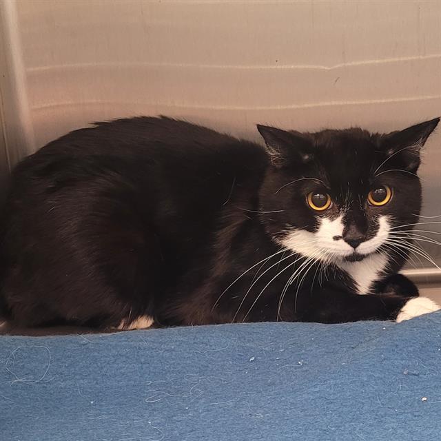 Enlarge POLAROID, a Adoptable Domestic Short Hair in Centerville, MA image 1/1