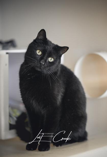 Enlarge Nico, a Adoptable mixed breed in Kalispell, MT image 1/3