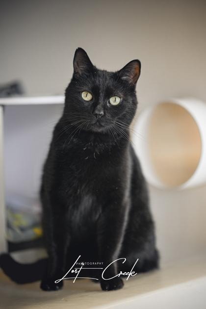 Enlarge Nico, a Adoptable mixed breed in Kalispell, MT image 2/3