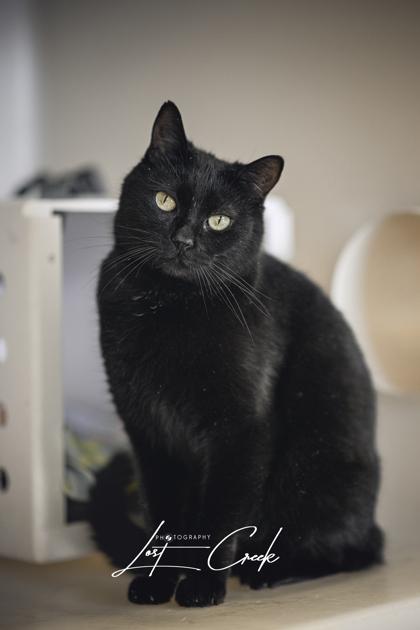 Enlarge Nico, a Adoptable mixed breed in Kalispell, MT image 3/3