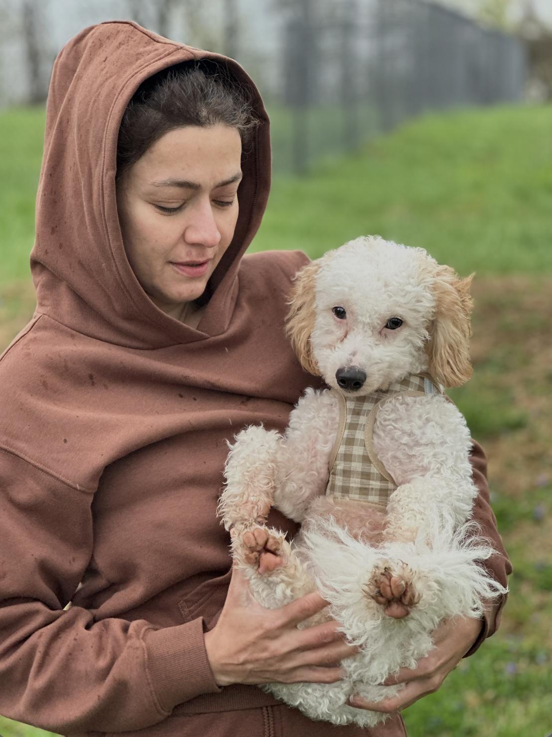 Enlarge Greta, an adopted Cockapoo in Chester Springs, PA image 1/1