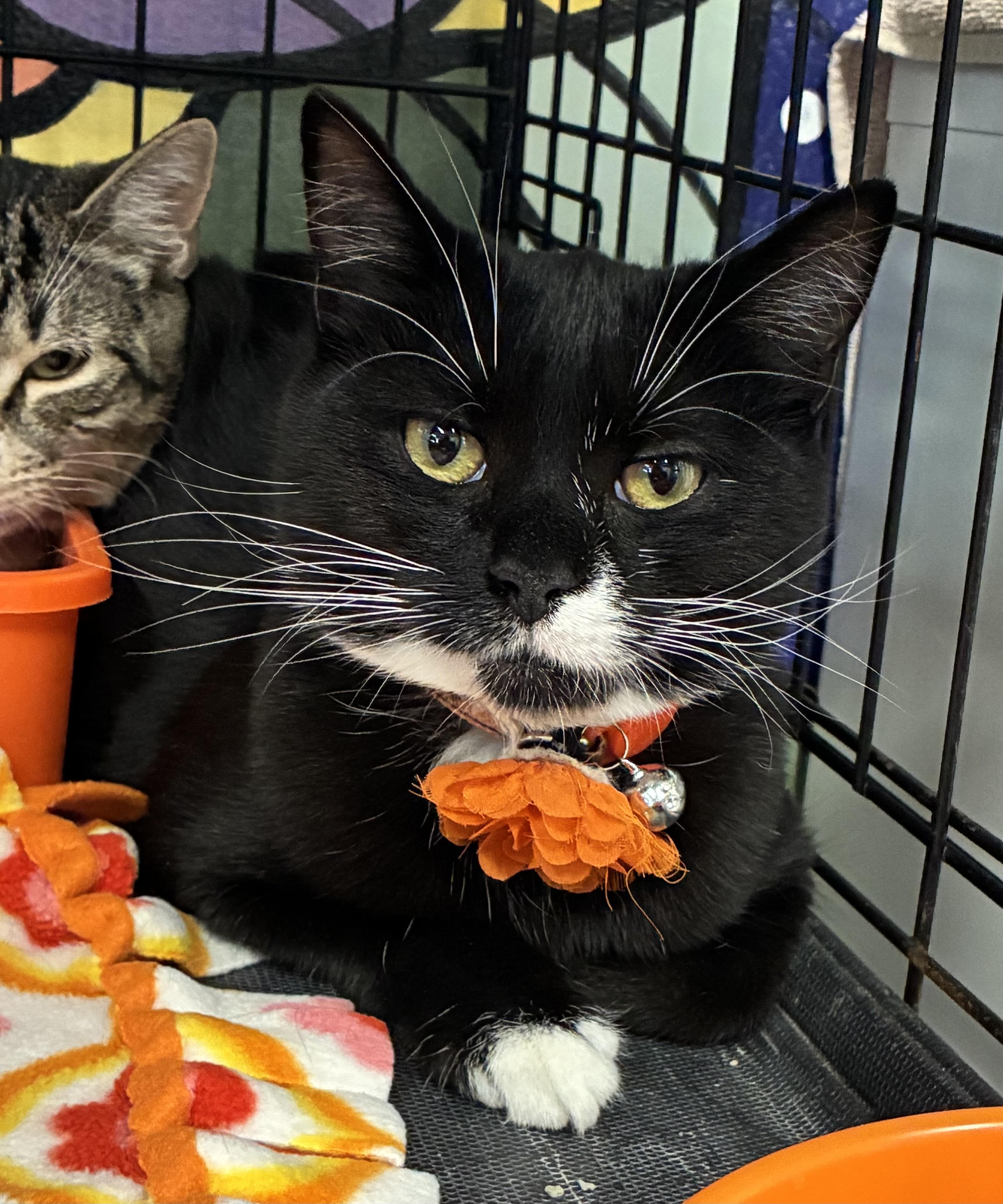 Enlarge Rhonda, a Adoptable Domestic Short Hair in Breinigsville, PA image 1/2