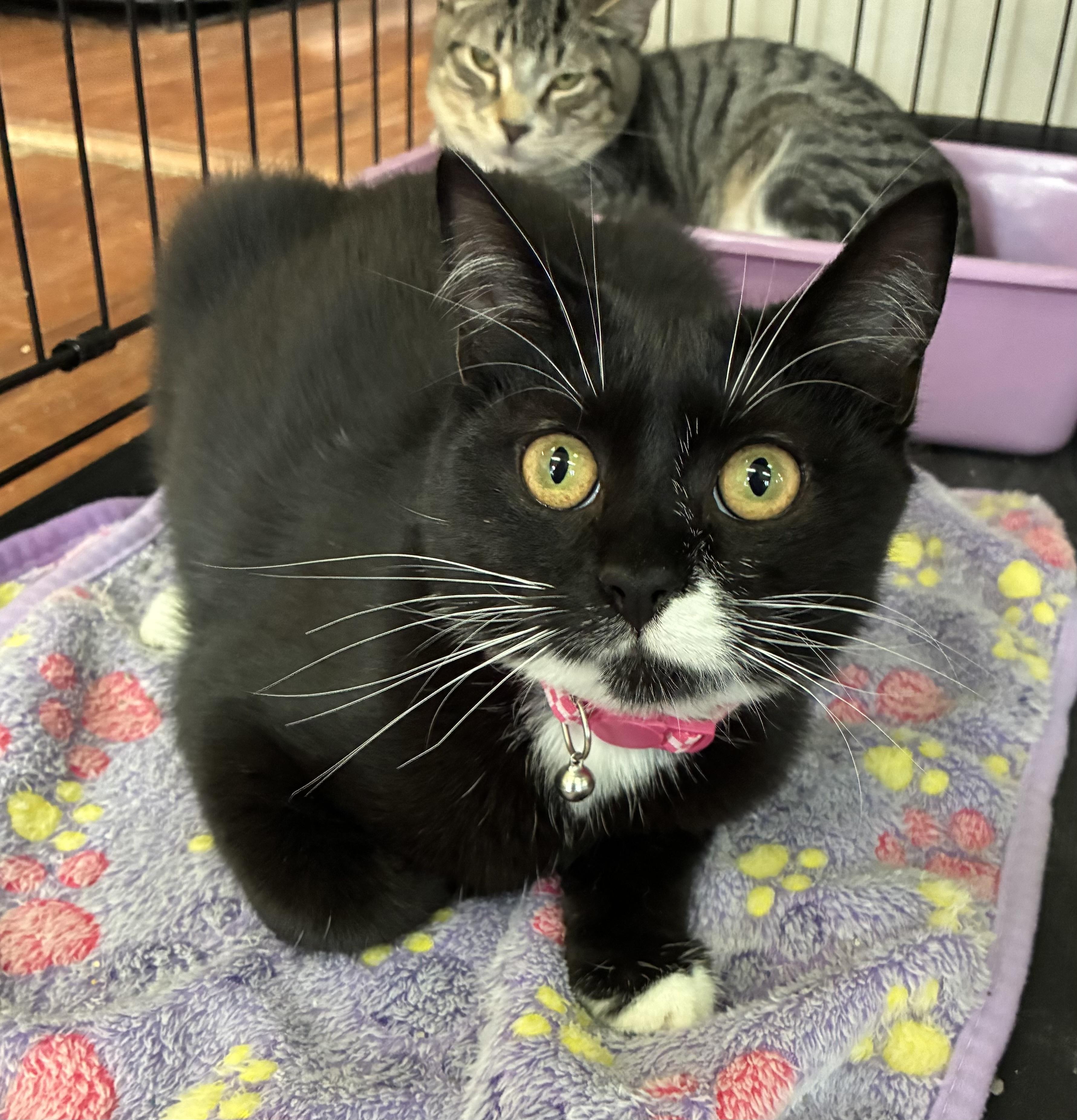 Enlarge Rhonda, a Adoptable Domestic Short Hair in Breinigsville, PA image 2/2