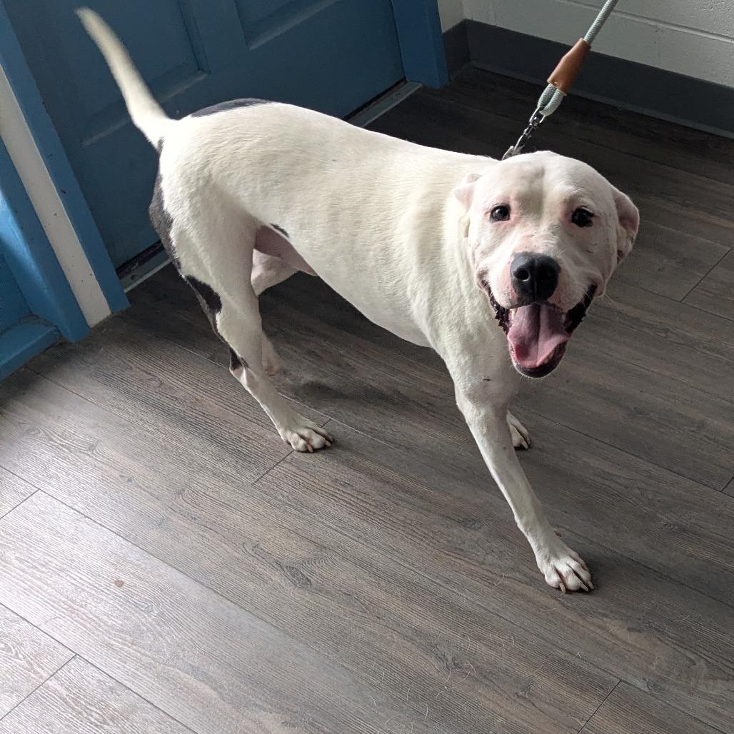 Enlarge Nico, a Adoptable Pit Bull Terrier in Danville, KY image 1/6