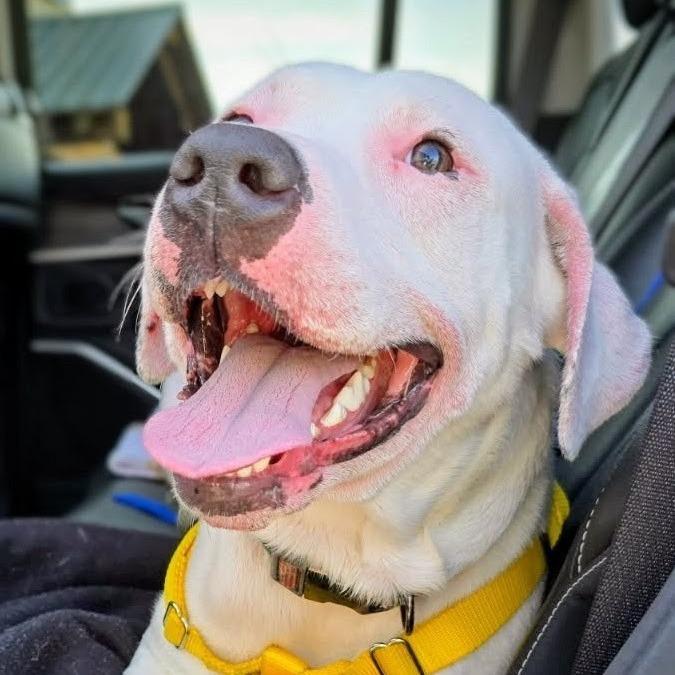 Enlarge Nico, a Adoptable Pit Bull Terrier in Danville, KY image 6/6