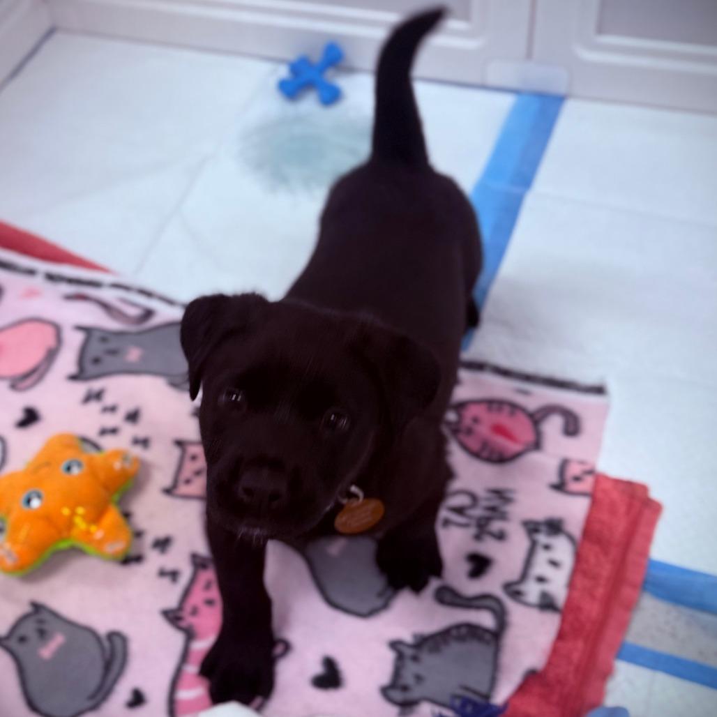 Batman, Adoptable, Puppy Male Mixed Breed.