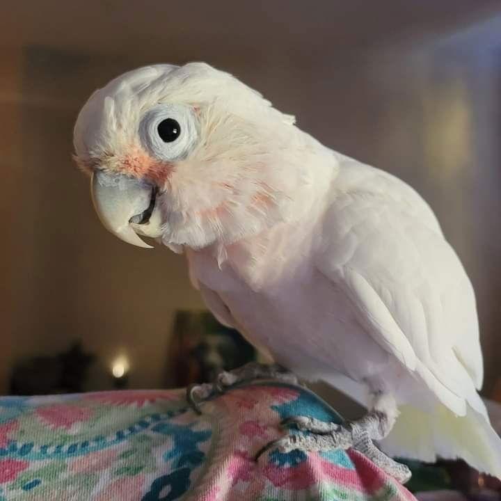 Enlarge Peanut, a Adoptable Cockatoo in Belford, NJ image 1/3
