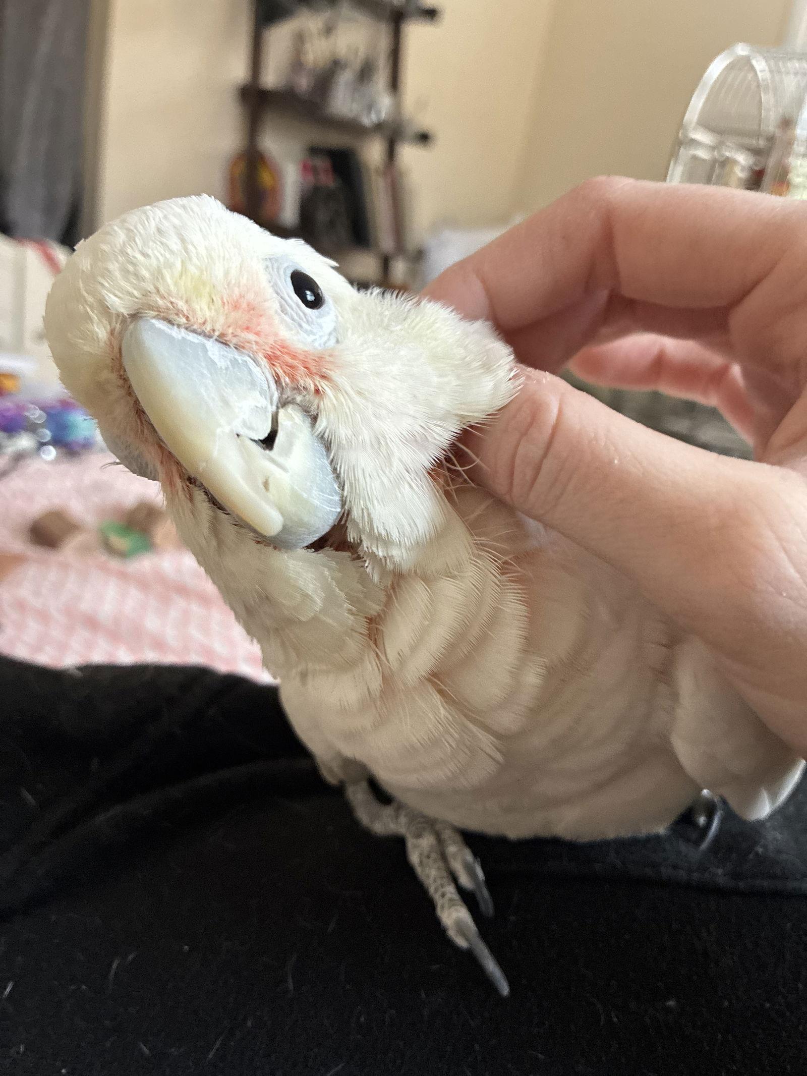 Enlarge Peanut, a Adoptable Cockatoo in Belford, NJ image 3/3