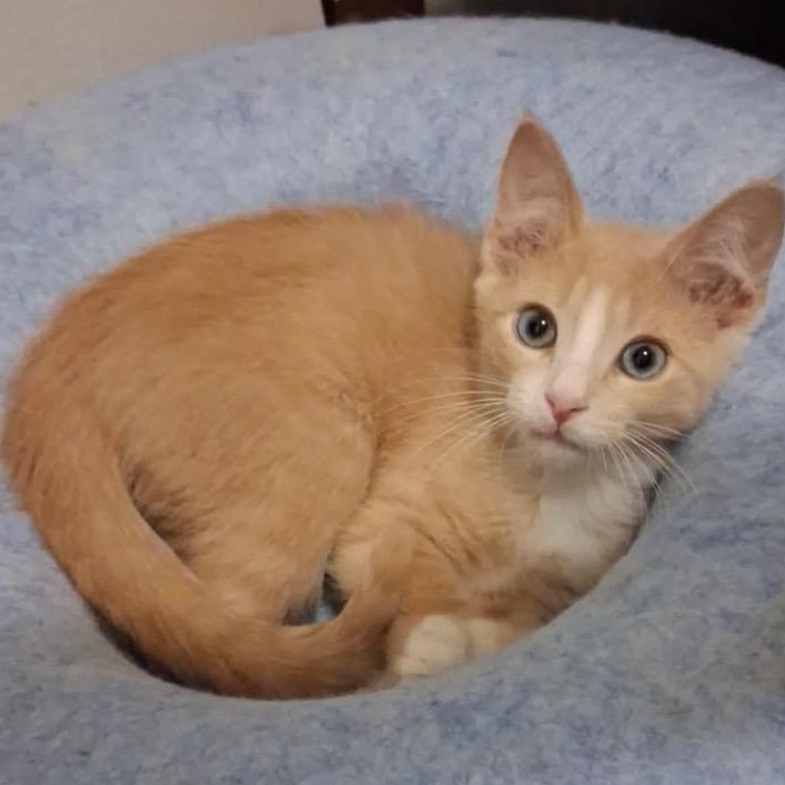 Benji, Adoptable, Kitten Male Domestic Short Hair.