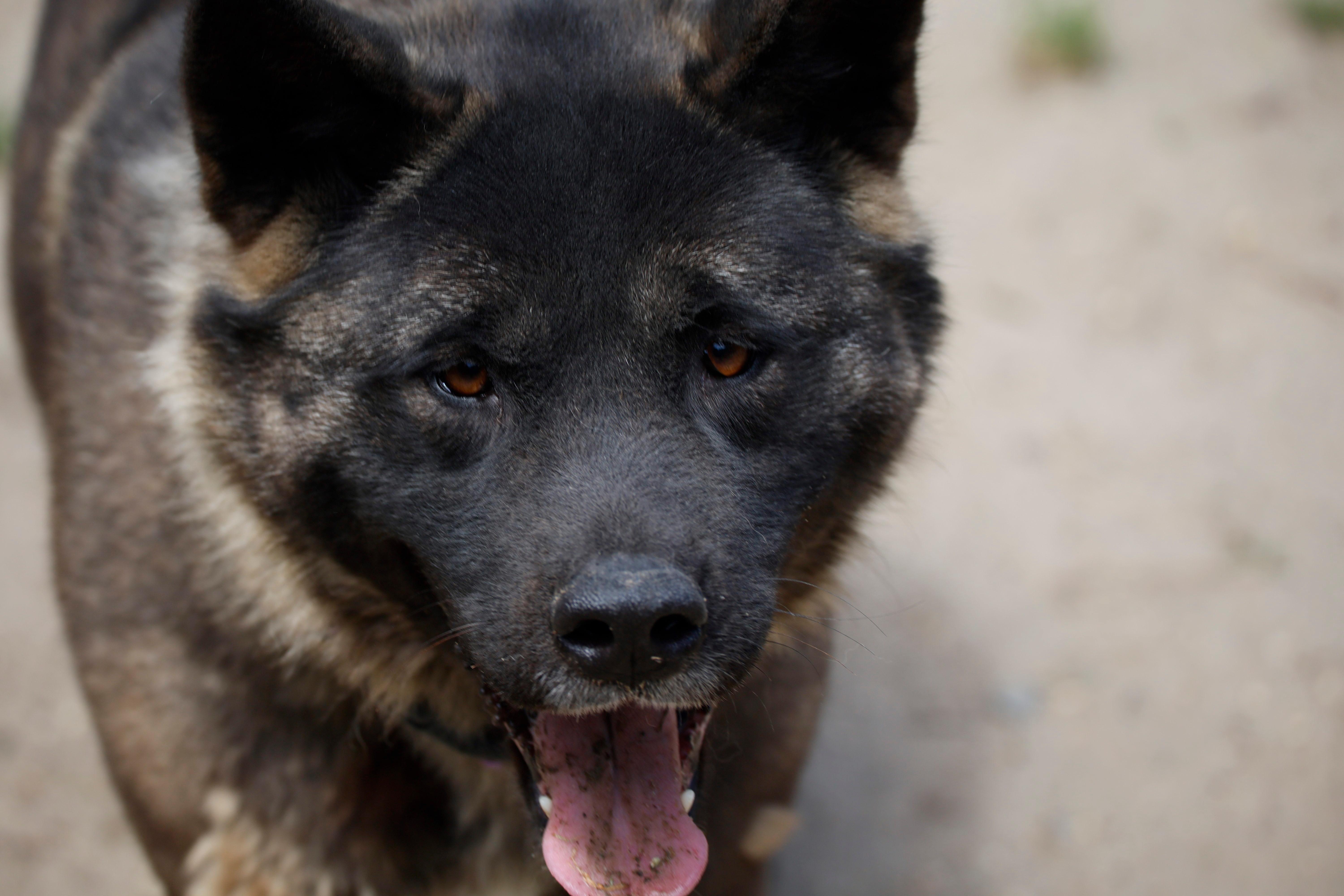 Enlarge Elsa, a ADOPTABLE Akita in Toms River, NJ image 4/5