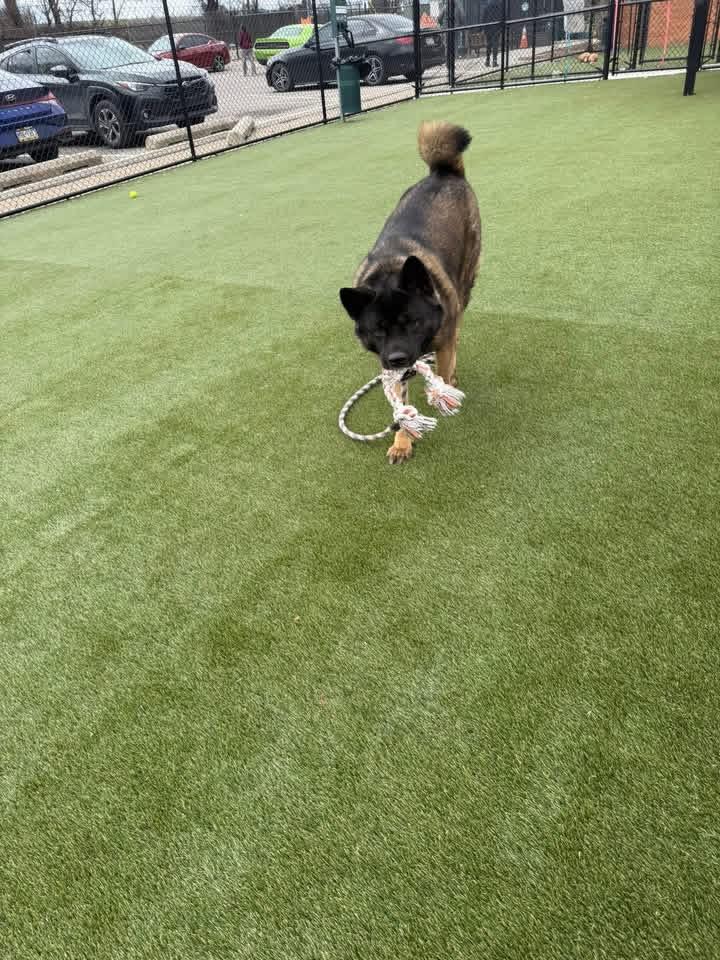 Enlarge Elsa, a ADOPTABLE Akita in Toms River, NJ image 2/5