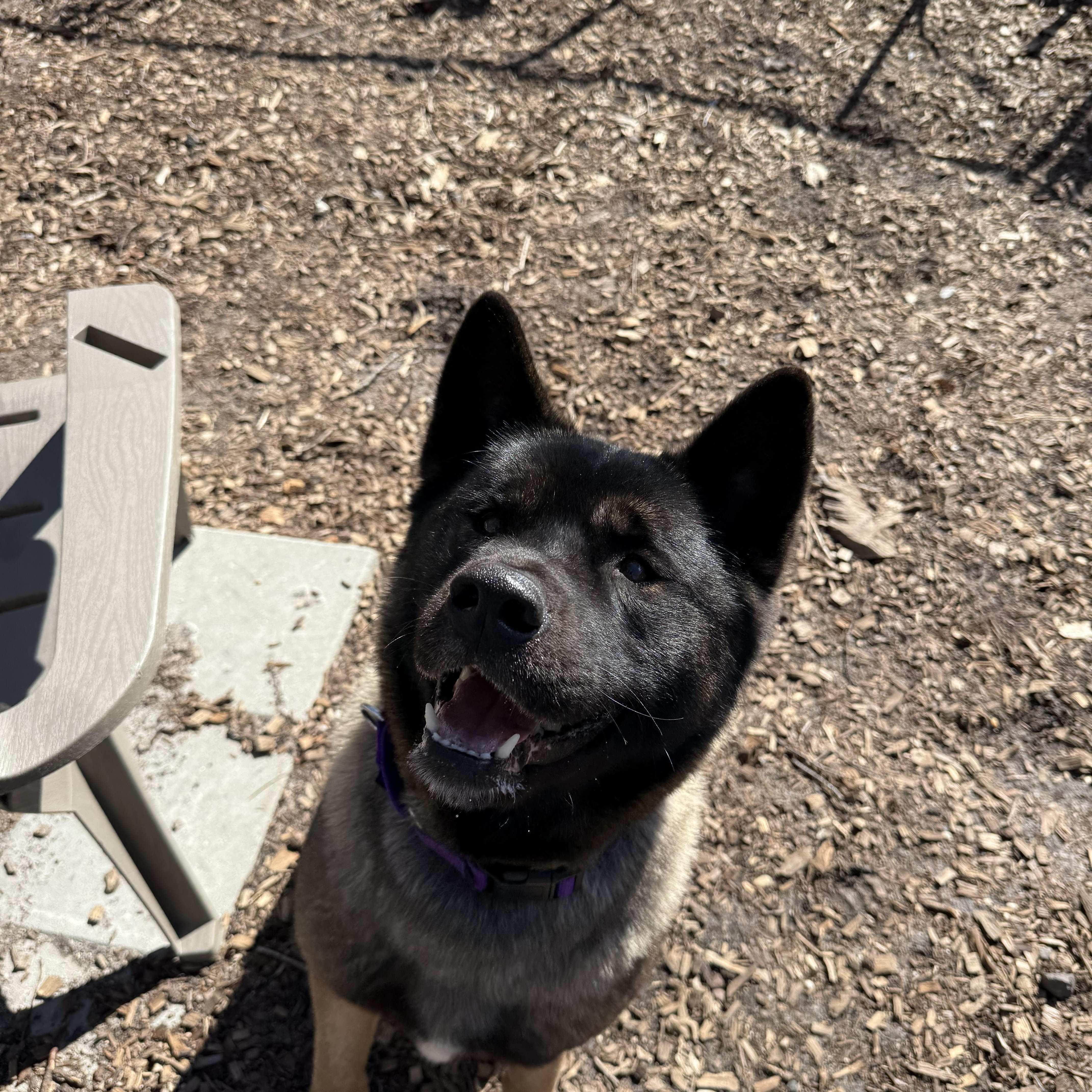 Enlarge Elsa, a ADOPTABLE Akita in Toms River, NJ image 5/5